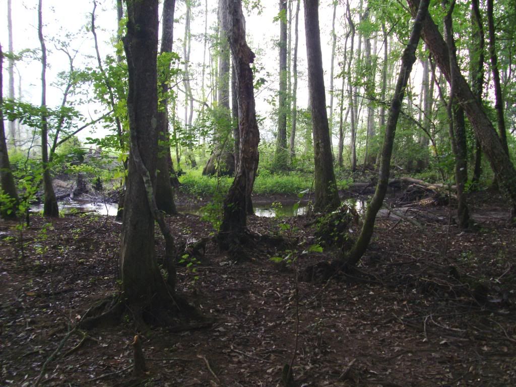 Kayaking the Ogeechee River in 2009 *Pic HEAVY* (1